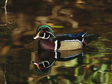 Wood Duck (Aix Sponsa) Male with Reflection in Lake, Vancouver, British Columbia