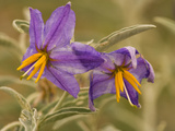 Purple Nightshade (Solanum Xanti) Poisonous Desert Wildflower, Santa Rita Mountains, Arizona