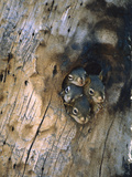Red Squirrel (Tamiasciurus Hudsonicus) Four Young at Entrance to Nest in a Tree, Alaska