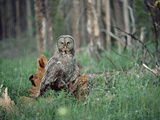 Great Gray Owl (Strix Nebulosa) Perching on Fallen Tree on Forest Floor, Idaho