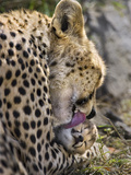 Cheetah (Acinonyx Jubatus) Mother Grooming Six Day Old Cub, Maasai Mara Reserve, Kenya