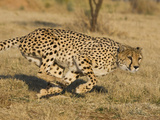 Cheetah (Acinonyx Jubatus) Running, Cheetah Conservation Fund, Namibia