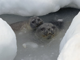 Weddell Seal (Leptonychotes Weddellii) Mother and Pup Peering Out of Breathing Hole