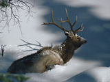 Elk or Wapiti (Cervus Elaphus) in Deep Snow, Yellowstone National Park, Wyoming