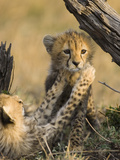 Cheetah (Acinonyx Jubatus) Six to Eight Week Old Cubs Playing, Maasai Mara Reserve, Kenya
