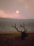 Buy Elk or Wapiti (Cervus Elaphus) Resting in Tall Grass with Smoke, Yellowstone, Wyoming at AllPosters.com