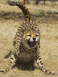 Cheetah (Acinonyx Jubatus) Hissing, Cheetah Conservation Fund, Namibia