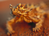 Thorny Devil (Moloch Horridus) Portrait, Australia