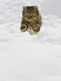 Domestic Cat (Felis Catus) Male Jumping in Snow, Germany