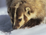 American Badger (Taxidea Taxus) in Snow, Colorado