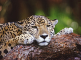 Jaguar (Panthera Onca), Belize Zoo, Belize