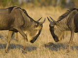 Blue Wildebeest (Connochaetes Taurinus) Bulls Fighting, Masai Mara, Kenya