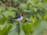 Red-Capped Cardinal (Paroaria Gularis), Pantanal, Brazil