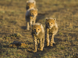 Cheetah (Acinonyx Jubatus) Six to Eight Week Old Cubs, Maasai Mara Reserve, Kenya