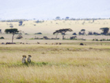 Cheetah (Acinonyx Jubatus) Mother and 22 Month Old Male Cub, Masai Mara Nat'l Reserve, Kenya