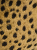 Cheetah (Acinonyx Jubatus) Spot Patterns, Cheetah Conservation Fund, Otijwarongo, Namibia