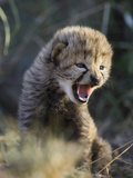 Cheetah (AcinonyxJubatus) 14 Day Old Cub Playfully Hissing at its Sibling, MaasaiMaraReserve, Kenya