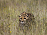 Cheetah (Acinonyx Jubatus) in Long Grass, Cheetah Conservation Fund, Otijwarongo, Namibia