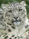 Snow Leopard (Uncia Uncia), Endangered Native to Asia and Russia