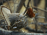 Buy Ruffed Grouse (Bonasa Umbellus) Male in Courtship Display, North America at AllPosters.com