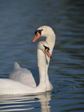 Mute Swan (Cygnus Olor) Couple Courting, Germany