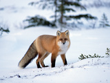Buy Red Fox (Vulpes Vulpes) in Winter, North America at AllPosters.com