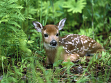 White-Tailed Deer (Odocoileus Virginianus) Fawn Amid Ferns, North America