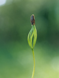 European Larch (Larix Decidua) Sprout, Germany