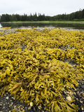 Rock Weed (Fucus Gardneri) at Low Tide, Pleasant Bay, Admiralty Island, Alaska