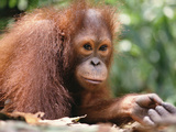 Orangutan (Pongo Pygmaeus), Orangutan Wildlife Center, Borneo
