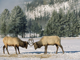 Elk or Wapiti (Cervus Elaphus) Two Males Fighting, Yellowstone National Park, Wyoming