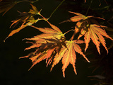 Japanese Maple Leaves, Acer Palmatum, Backlit
