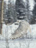 Gyrfalcon (Falco Rusticolus) Adult Female in White Phase Flying, North America