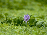 Buy A Water Hyacinth Blossom Floats in a Bog in Peru's Amazon Jungle at AllPosters.com