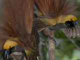 A Pair of Displaying Goldie