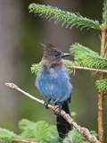 Buy Steller's Jay (Cyanocitta Stelleri) in Pine, Mount Rainier National Park, Washington at AllPosters.com