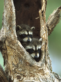 Raccoon (Procyon Lotor) Two Babies Peering Out from Hole in Tree, North America