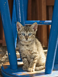 Domestic Cat (Felis Catus) Kitten, Germany