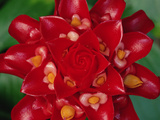 Indonesian Wax Ginger (Tapeinochilus Ananassae) Flower, Indonesia and Papua New Guinea
