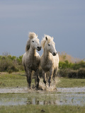 Camargue Horse (Equus Caballus) Pair Running in Water, Camargue, France