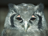 Milky Eagle Owl (Bubo Lacteus), Europe