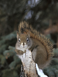 Red Squirrel (Tamiasciurus Hudsonicus) Boreal Forest, Alaska