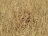 Lion (Panthera Leo) Young Male Camouflaged in Tall Grass, Masai Mara, Kenya