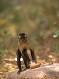 Brown Capuchin (Cebus Apella) Preparing to Lift a Rock Hammer, Cerrado Habitat, Brazil