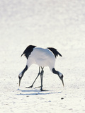 Red-Crowned Crane (Grus Japonensis) Pair Eating, Hokkaido, Japan, Endangered