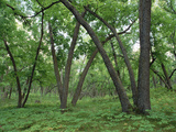 American Elm (Ulmus Americana) Old Growth Forest in Sully Hill, South Dakota