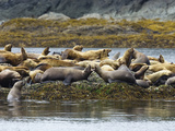 Buy Steller's Sea Lion (Eumetopias Jubatus) Group Hauled Out on Rocks, Inside Passage, Alaska at AllPosters.com