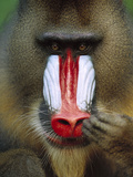 Mandrill (Mandrillus Sphinx) Close-Up of an Adult Male Picking His Nose, Gabon