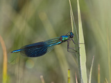 Banded Demoiselle (Calopteryx Splendens) Damselfly, Germany