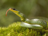 Sipos Snake (Chironius Monticola), Mindo Cloud Forest Ecosystem, Ecuador